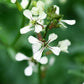 Essbare Blüten Saatgut-Box Bio